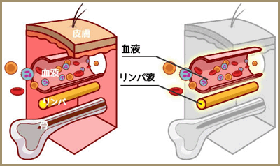 血管とリンパ管