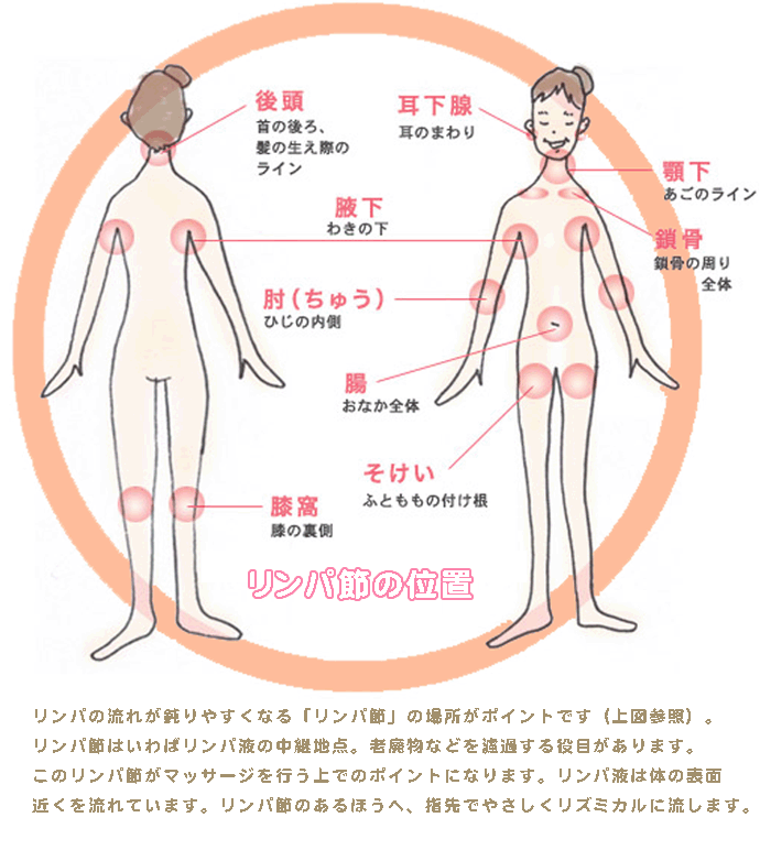 リンパの流れが鈍りやすくなる「リンパ節」の場所がポイントです（上図参照）。リンパ節はいわばリンパ液の中継地点。老廃物などを濾過する役目があります。このリンパ節がマッサージを行う上でのポイントになります。リンパ液は体の表面近くを流れています。リンパ節のあるほうへ、指先でやさしくリズミカルに流します。